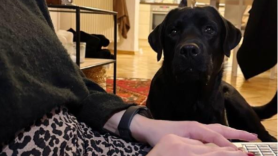 Der normale Home-Office Alltag: Labrador Carl lässt seine Besitzerin Leandra L. zu keiner Zeit unbewacht.