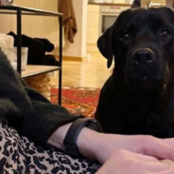 Der normale Home-Office Alltag: Labrador Carl lässt seine Besitzerin Leandra L. zu keiner Zeit unbewacht.